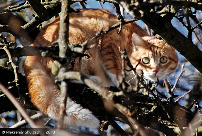 Мартовский кот на дереве