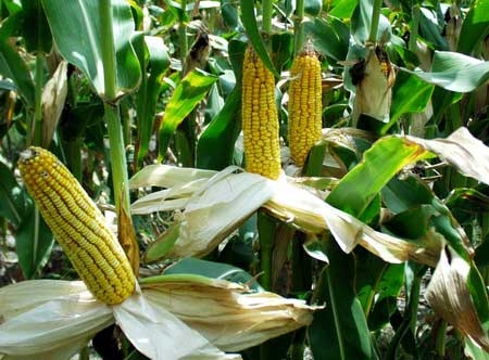 Кража кукурузы с поля