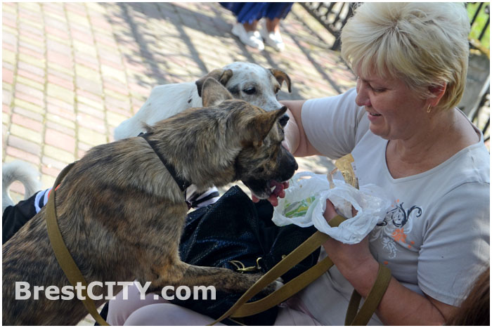Парад бездомных животных в Бресте