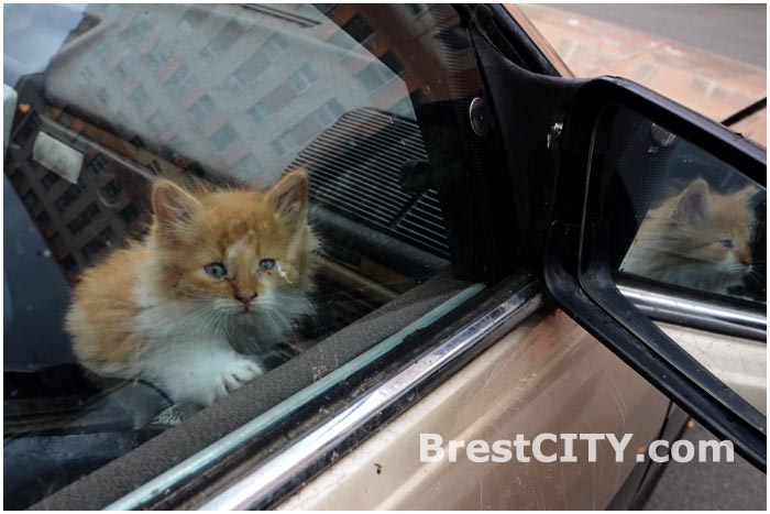 В Бресте в легковом автомобиле живут коты