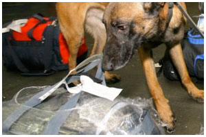Поиск наркотиков с помощью служебной собаки