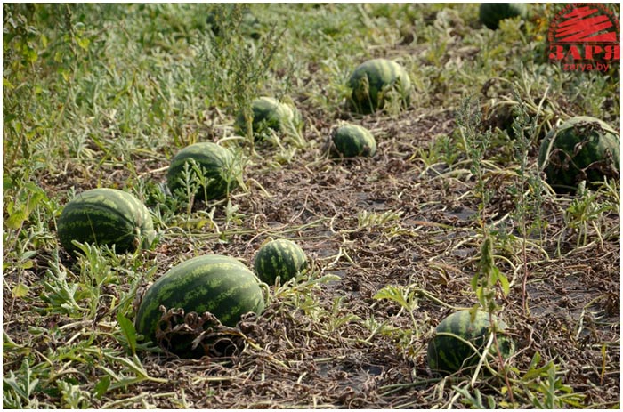 Выращивание арбузов в Беларуси возле Бреста. Тюхиничи