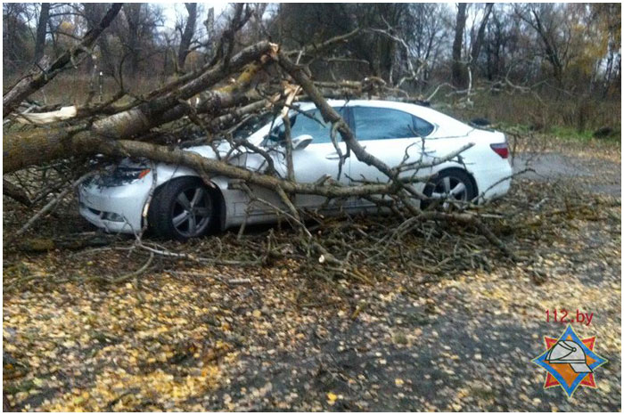 Дерево упало  на автомобиль Лексус