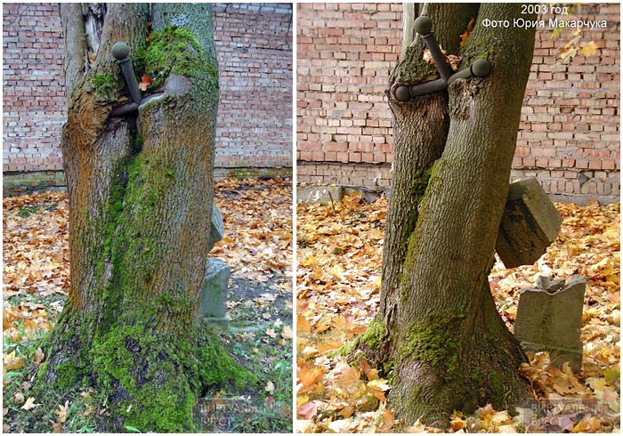 Крест, вросший в дерево на польском кладбище в Бресте