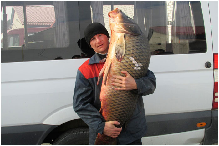 Рыбак из Кобрина поймал огромного сазана