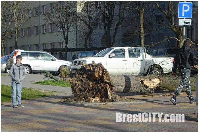 Последствия сильного ветра в Бресте 13.04.2015