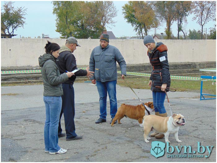 Выставка собак в Бресте на стадионе Локомотив