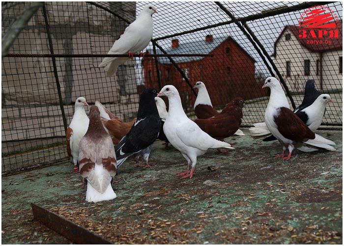 Голубятник из Бреста разводит птиц уже более полувека (фото)