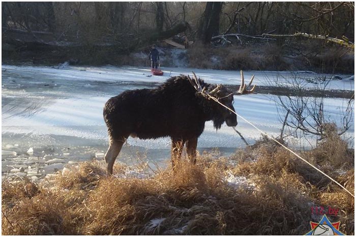 В Бресте на Лесной под лед провалился лось