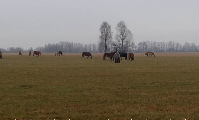 Табун польских лошадей