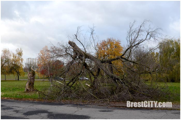 Ураганный ветер на Набережной в Бресте повырывал деревья. Фото BrestCITY.com