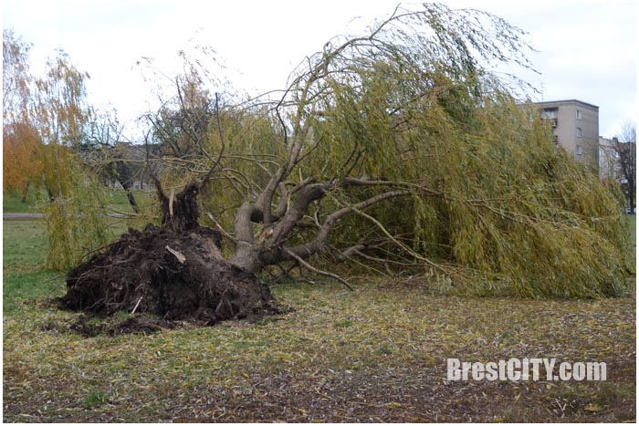 Ураганный ветер на Набережной в Бресте повырывал деревья. Фото BrestCITY.com