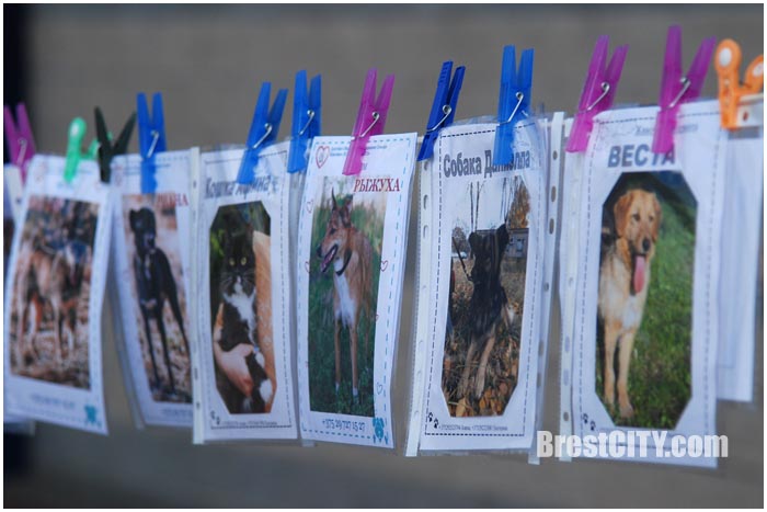 Зоозабег с собаками на Гребном в Бресте 24 июля 2016. Фото BrestCITY.com