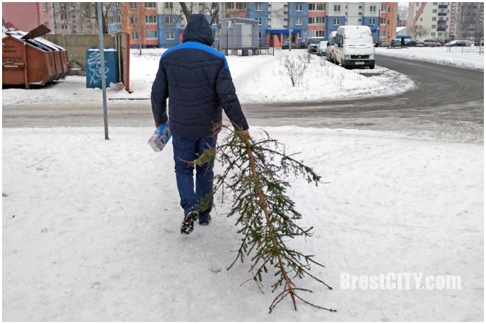Новогодние праздники закончились: начался демонтаж елок (фотофакт)