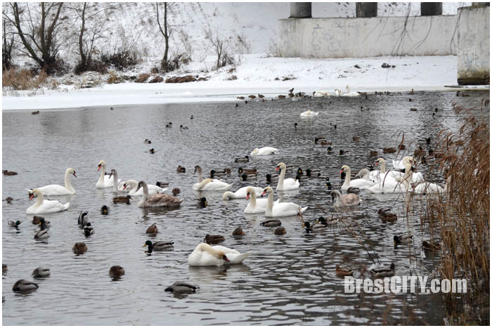 Зимовка птиц в Бресте на набережной Мухавца. Фото BrestCITY.com