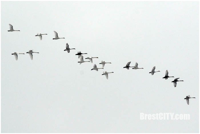Зимовка птиц в Бресте на набережной Мухавца. Фото BrestCITY.com