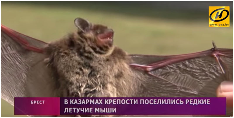 Летучая мышь в Брестской крепости