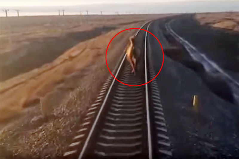 В России поезд опоздал на два часа из за наглого верблюда (видео)