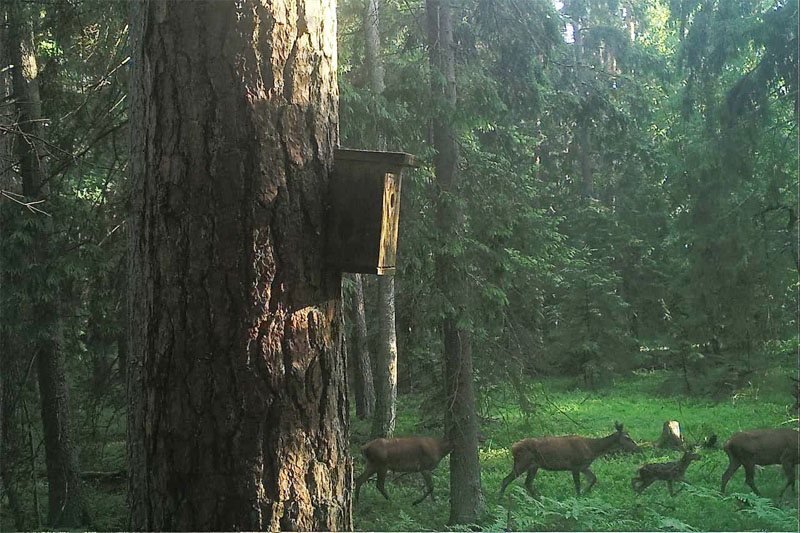 Посмотрите, кто попадается в объектив фотоловушки в Беловежской пуще (фото, видео)