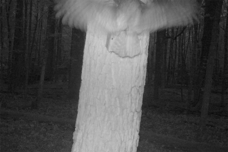 Посмотрите, кто попадается в объектив фотоловушки в Беловежской пуще (фото, видео)