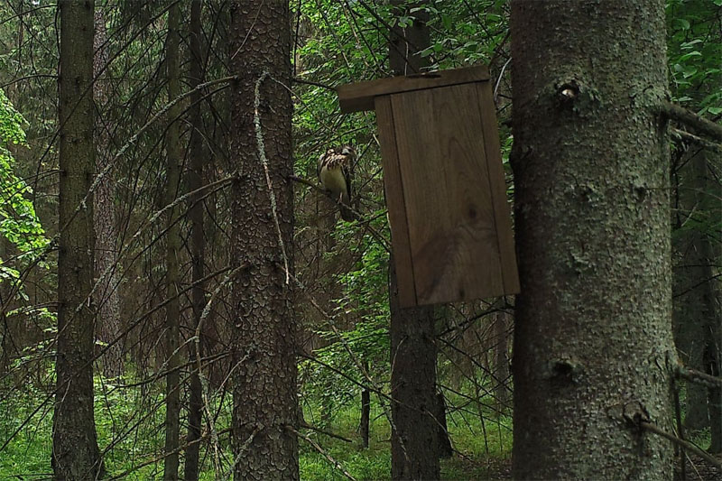 Посмотрите, кто попадается в объектив фотоловушки в Беловежской пуще (фото, видео)