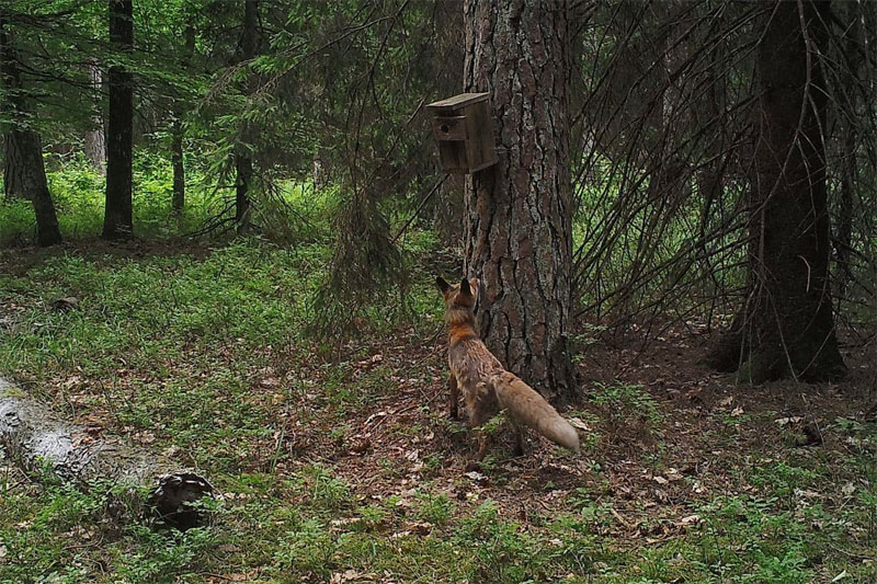 Посмотрите, кто попадается в объектив фотоловушки в Беловежской пуще (фото, видео)