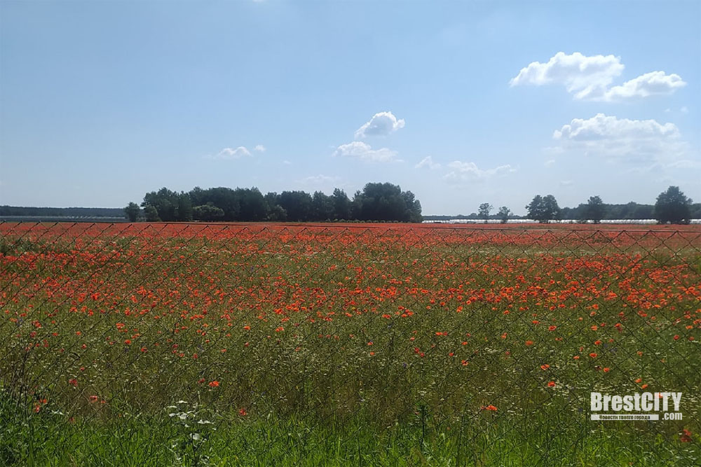 Европейский красное поле. Красное поле фото. Красное поле Австрийская 2.