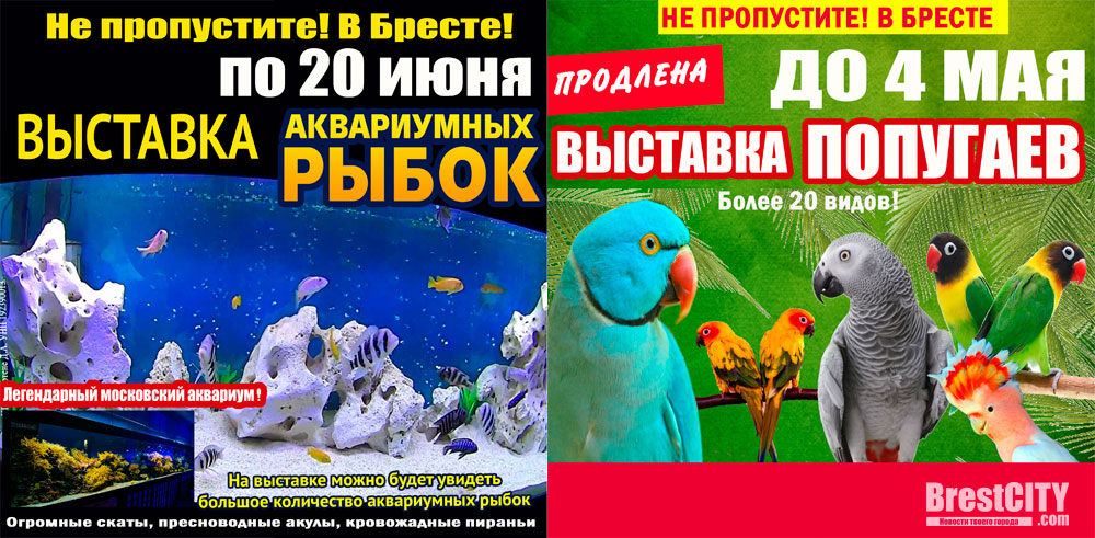 Выставка рыб кемерово гринвич с 6. Выставка попугаев афиша. Выставка аквариумных рыбок афиша. Флаер выставка аквариумных рыб.