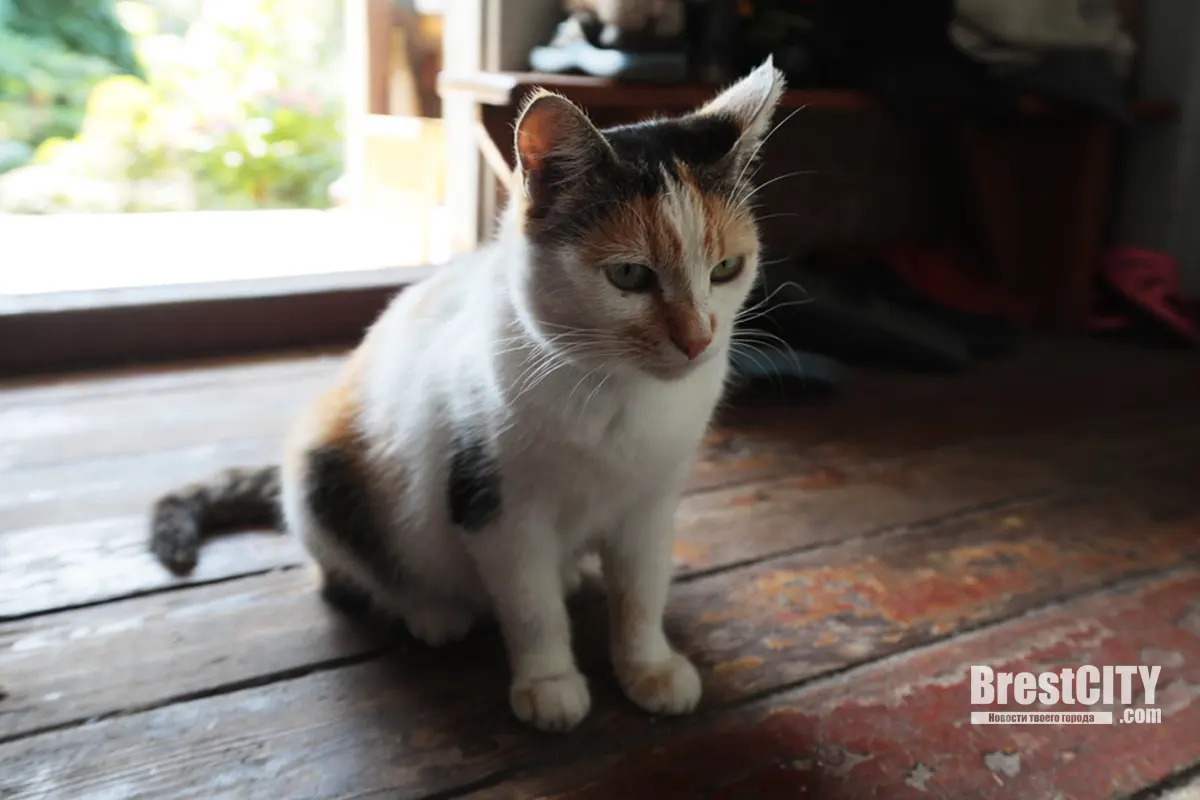 Жара на фазенде в брестской Дубровке: урожай овощей и не только Жара на фазенде в брестской Дубровке: урожай овощей и не только