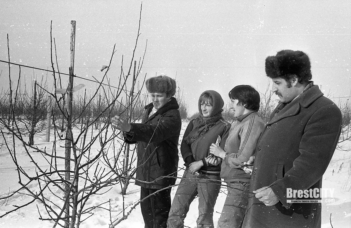 Когда агро-сад «Рассвет» был садом «Дружба» - фото 1985 года