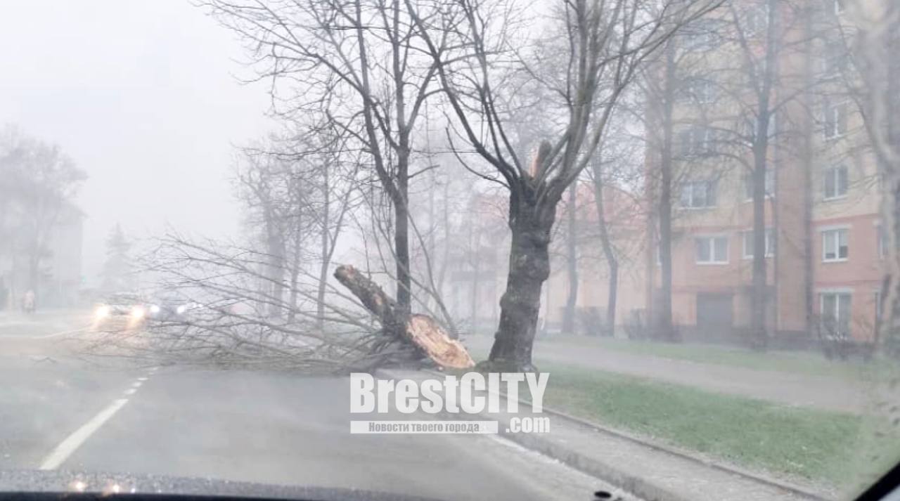 Крупная ветка упала на проезжую часть в Бресте. Момент попал на видео