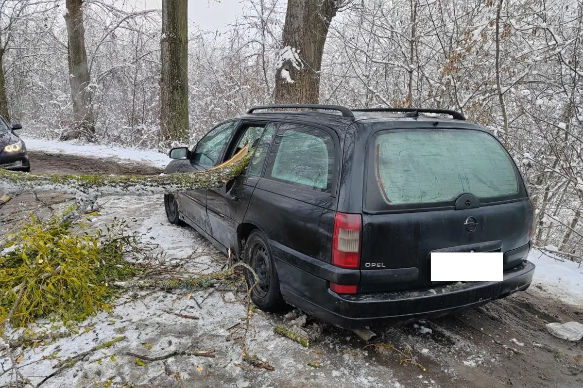 Пять авто повреждено в Бресте из-за падения деревьев