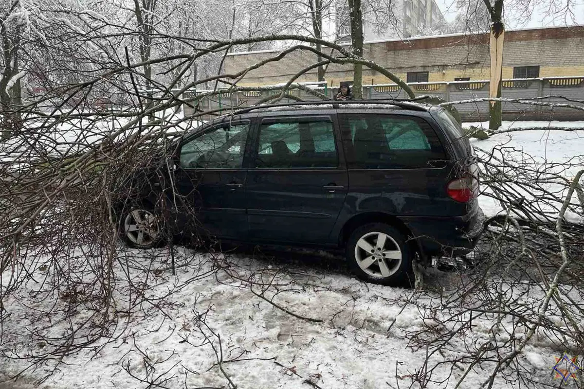 Пять авто повреждено в Бресте из-за падения деревьев