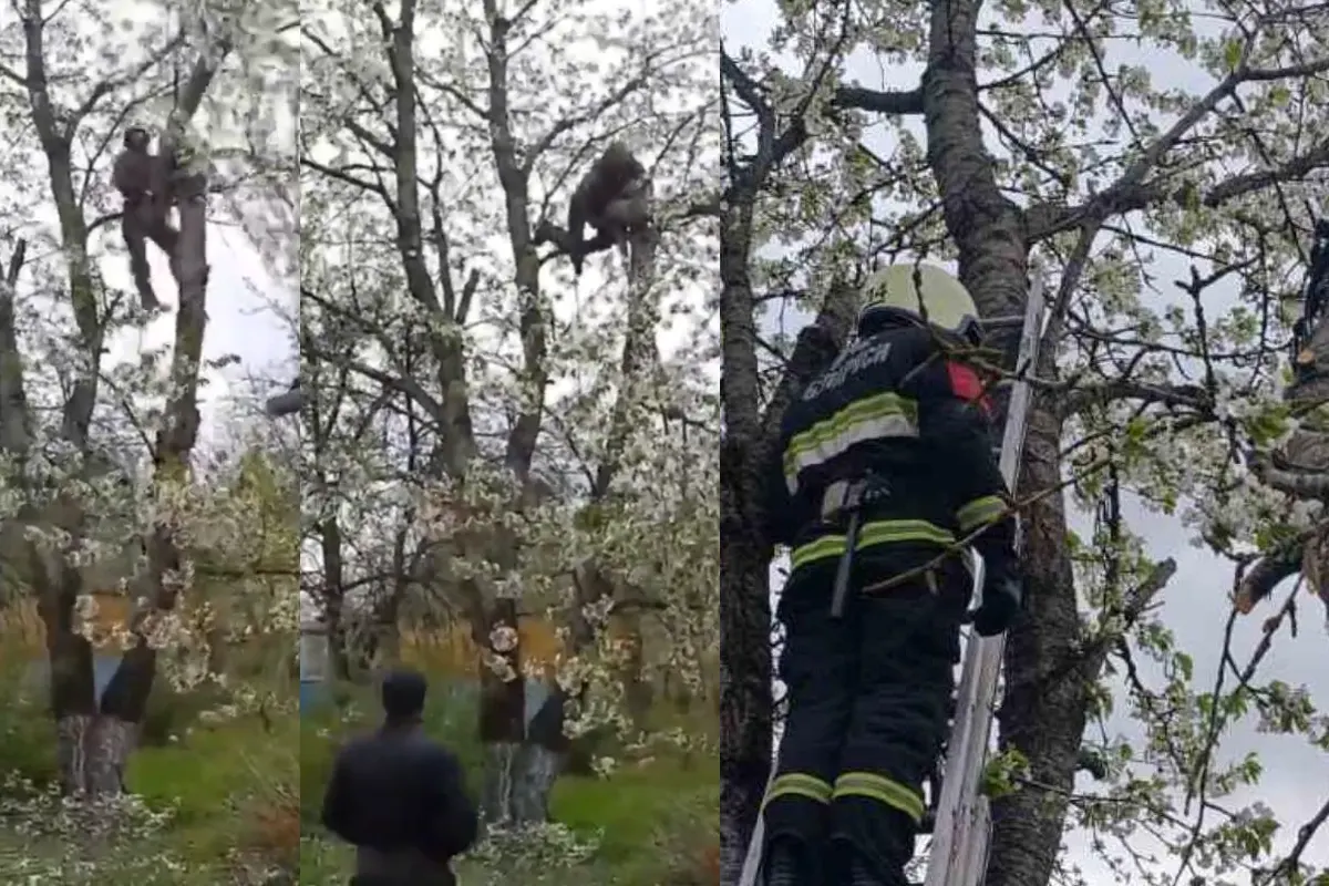 Белорус хотел спилить ветку на дереве, но застрял. Чем всё закончилось - видео