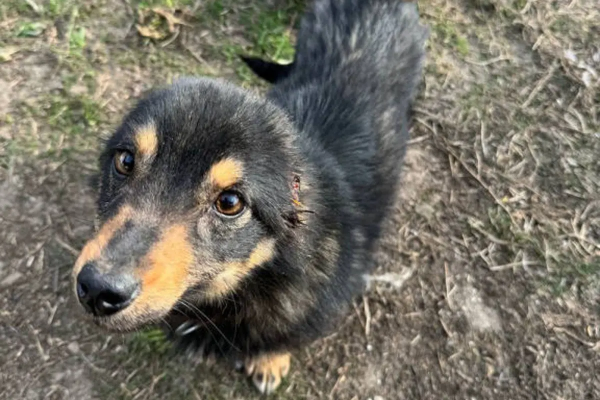 Ох и... В Беларуси пьяный отрезал собаке уши