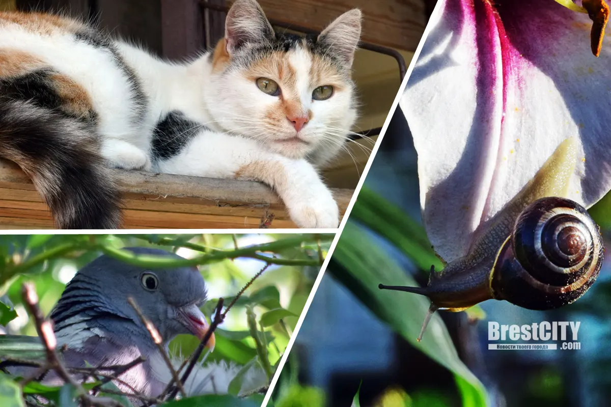 Брест. Почти райская жизнь на даче в Дубровке, но есть нюансы…