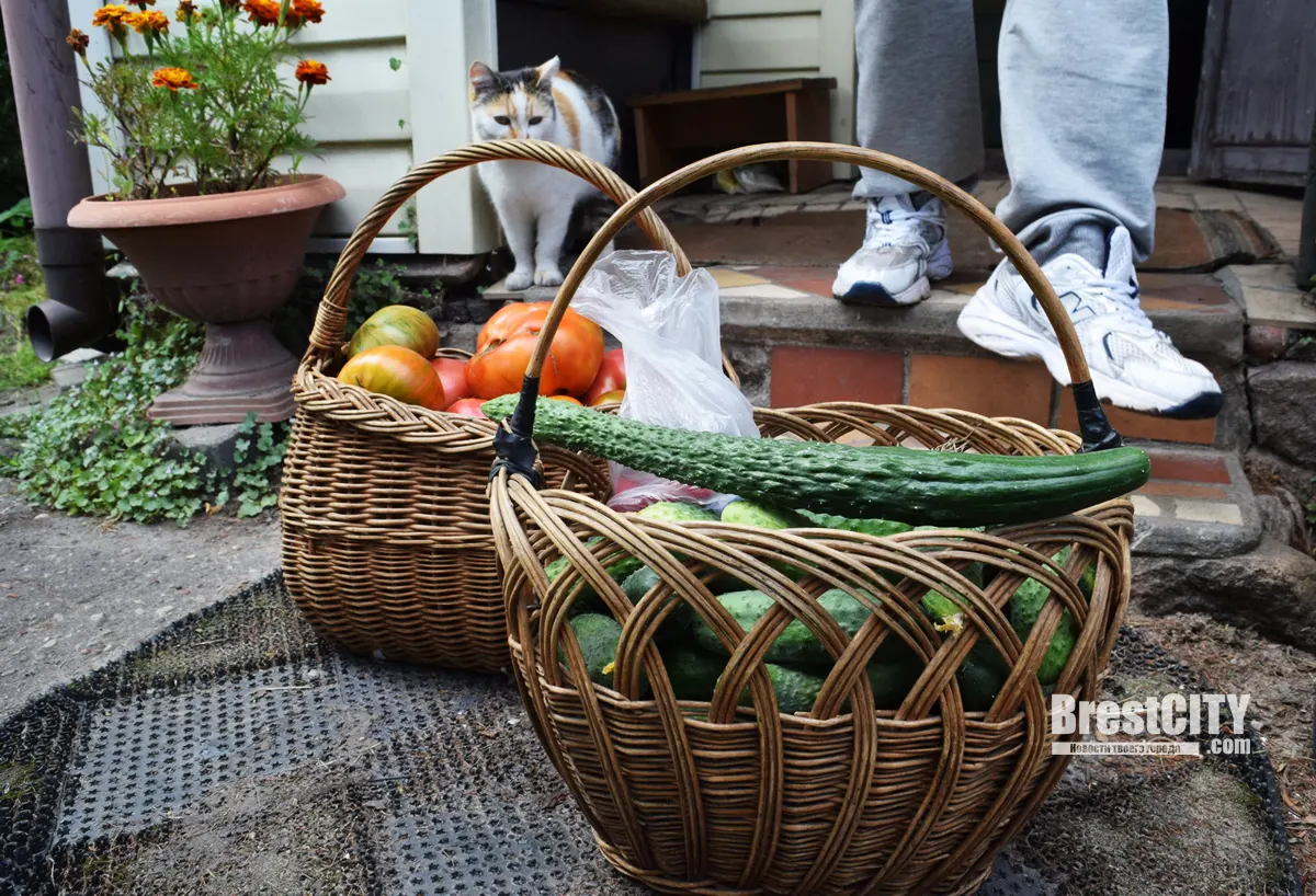 Хорошо с сачком на даче. Битва с урожаем на Дубровке в Бресте продолжается