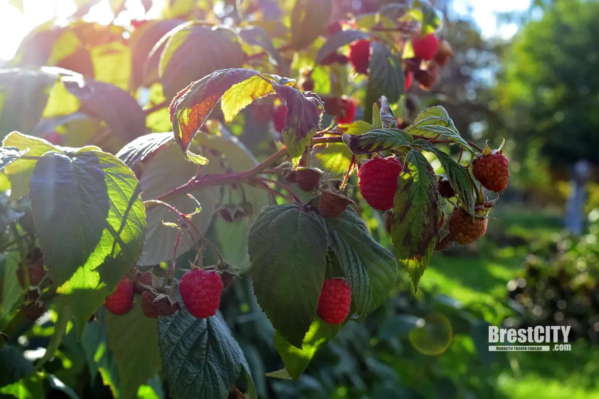 Октябрь уж наступил, а малина и томаты ещё вовсю созревают. Дачный фоторепортаж