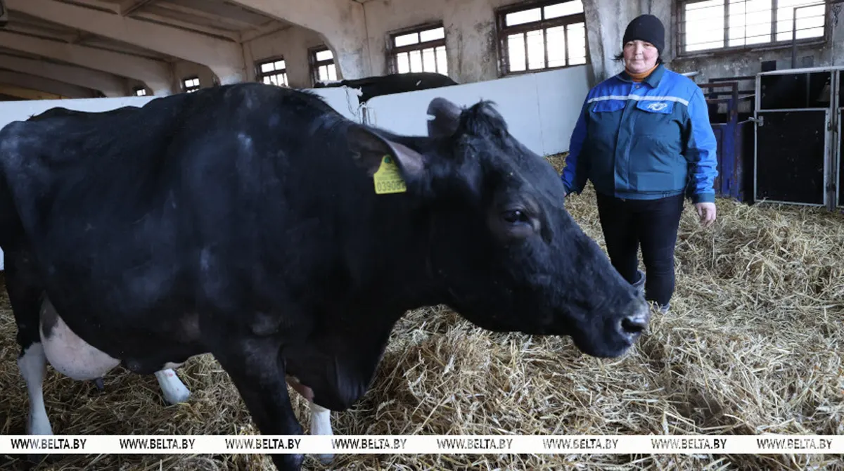 Необычная корова долгожитель с нежной кличкой живет в Беларуси
