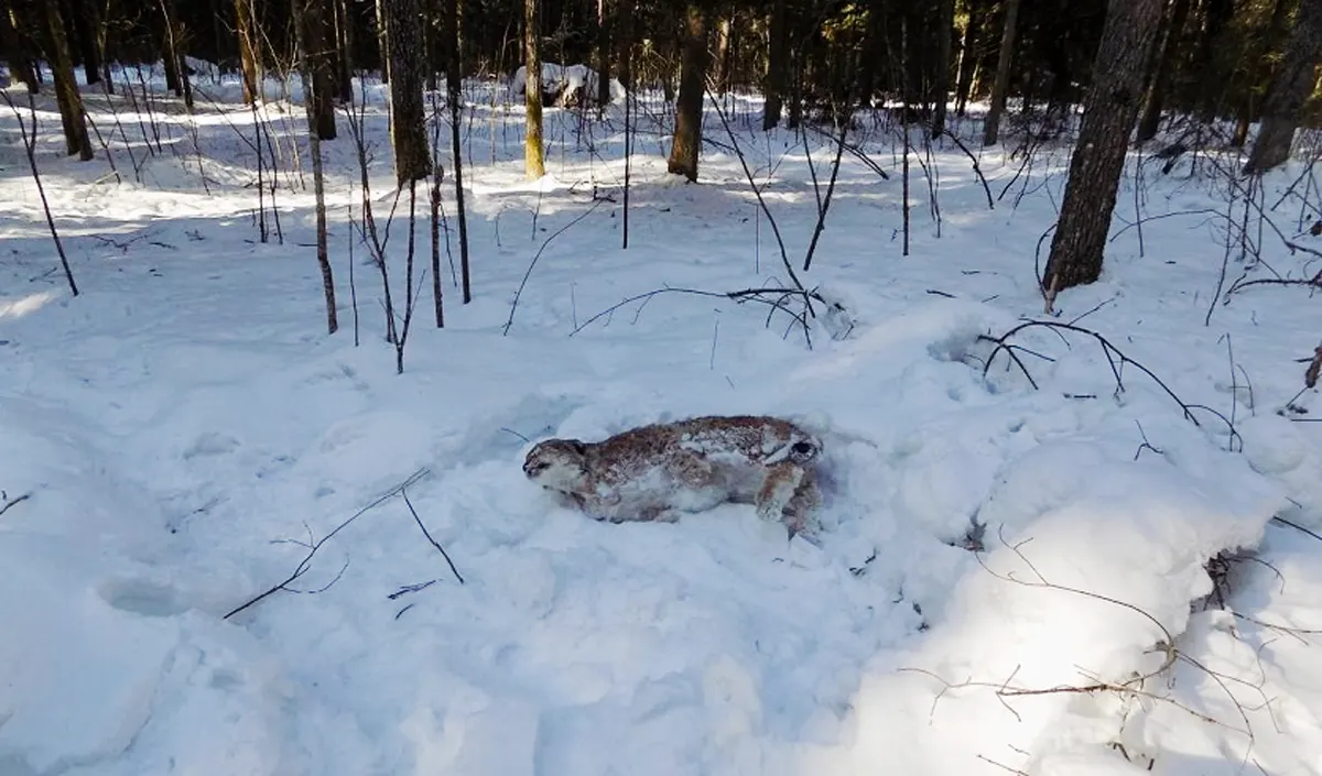 Охотился на кабана, но внезапно застрелил рысь   у мужчины большие проблемы