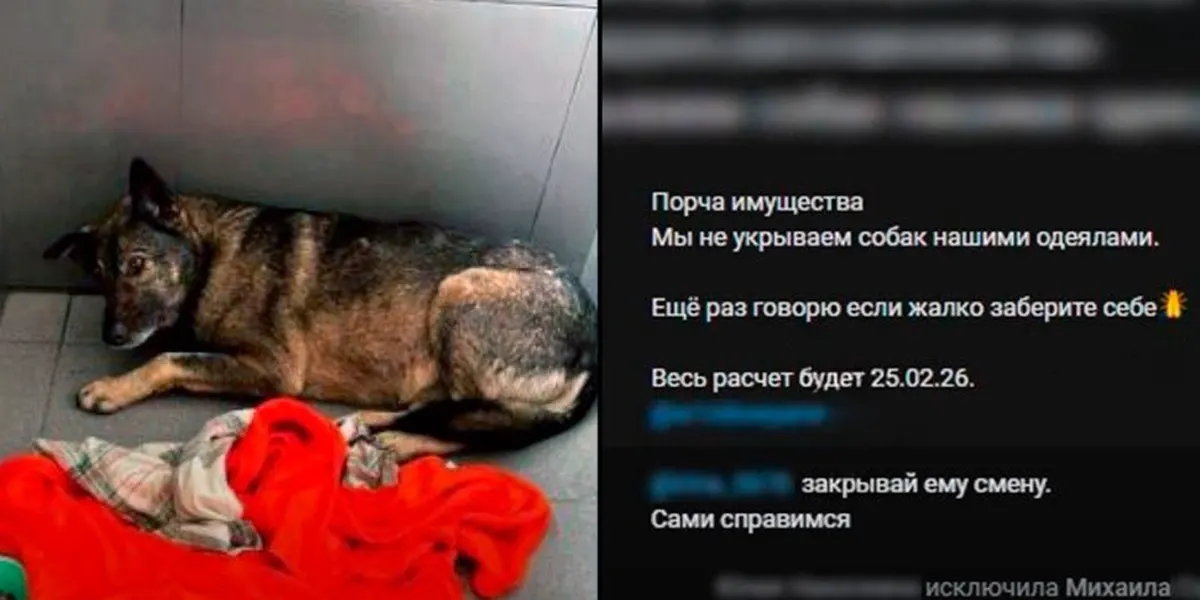Скандал вокруг «Додо Пиццы» из за бездомной собаки: что произошло