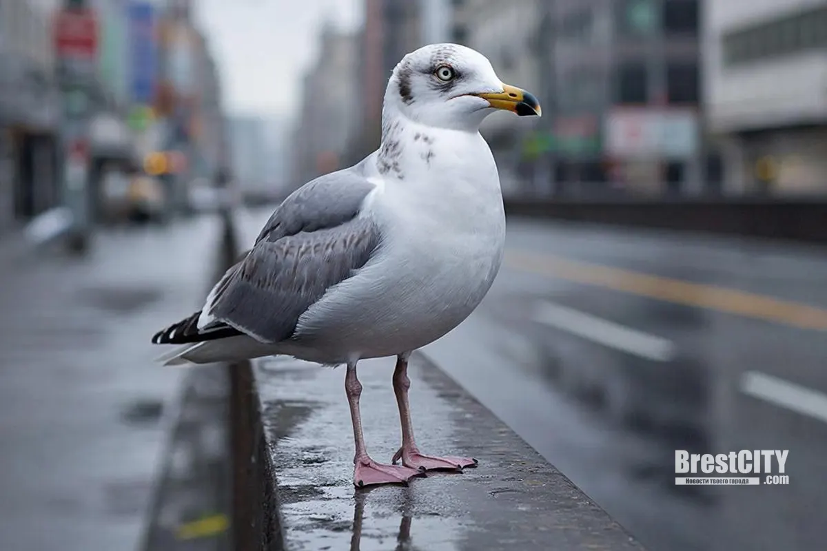 Чайки захватили крыши в Гродно и орут по ночам   в чём причина