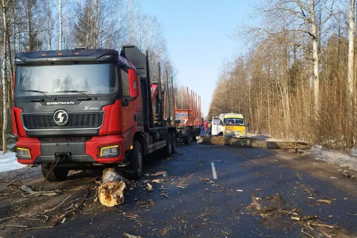 Пытался убрать ствол дерева с дороги   погиб. ДТП на Гомельщине