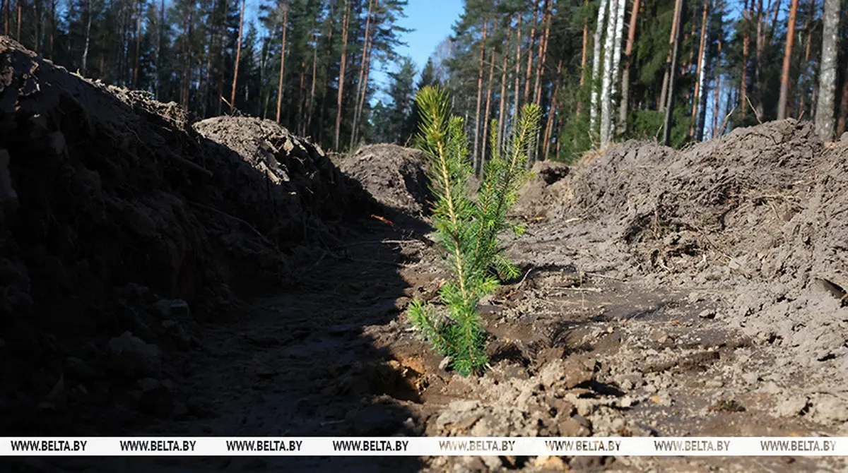 В Беларуси начали сезон лесовосстановления