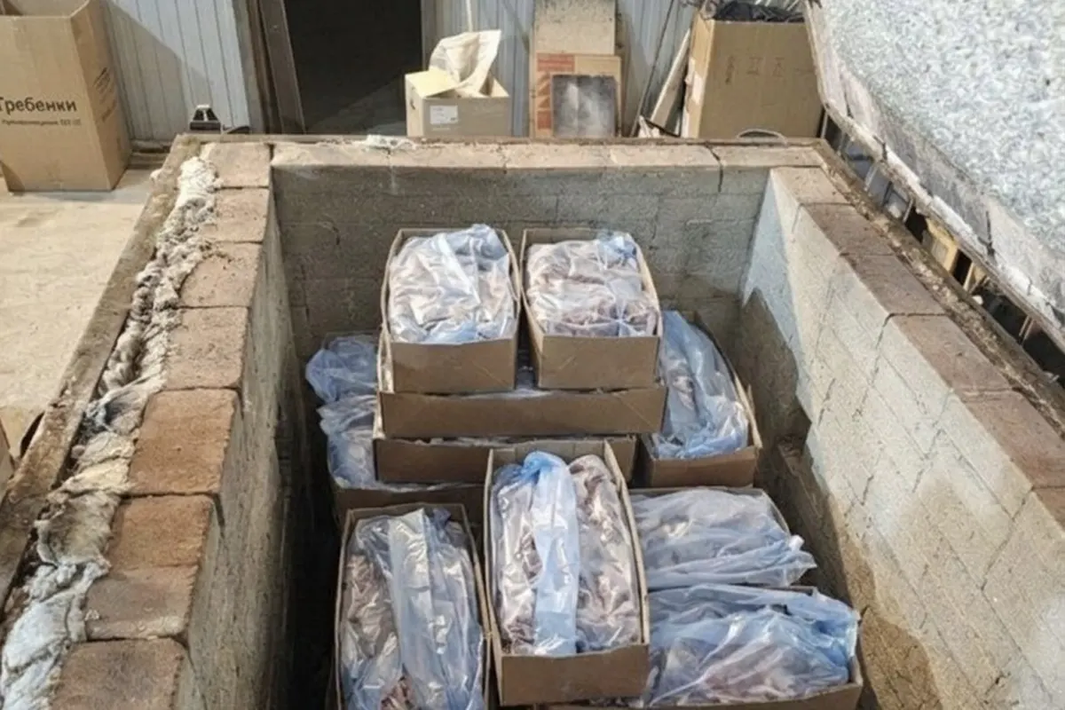 Ввезли из Беларуси. В России уничтожили говядину: 1,5 тонны мяса