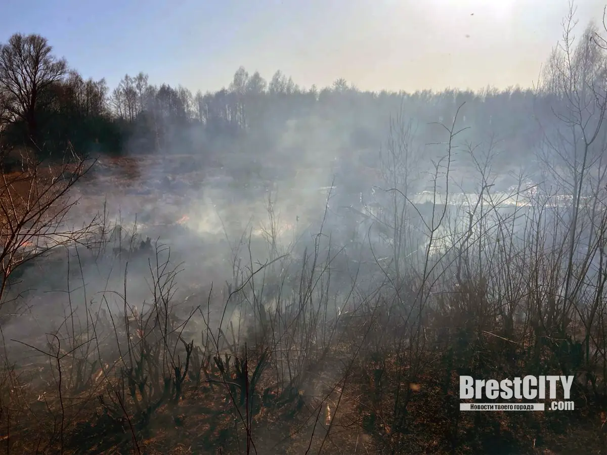 В Брестской области в марте произошло более 120 загораний травы и кустарников