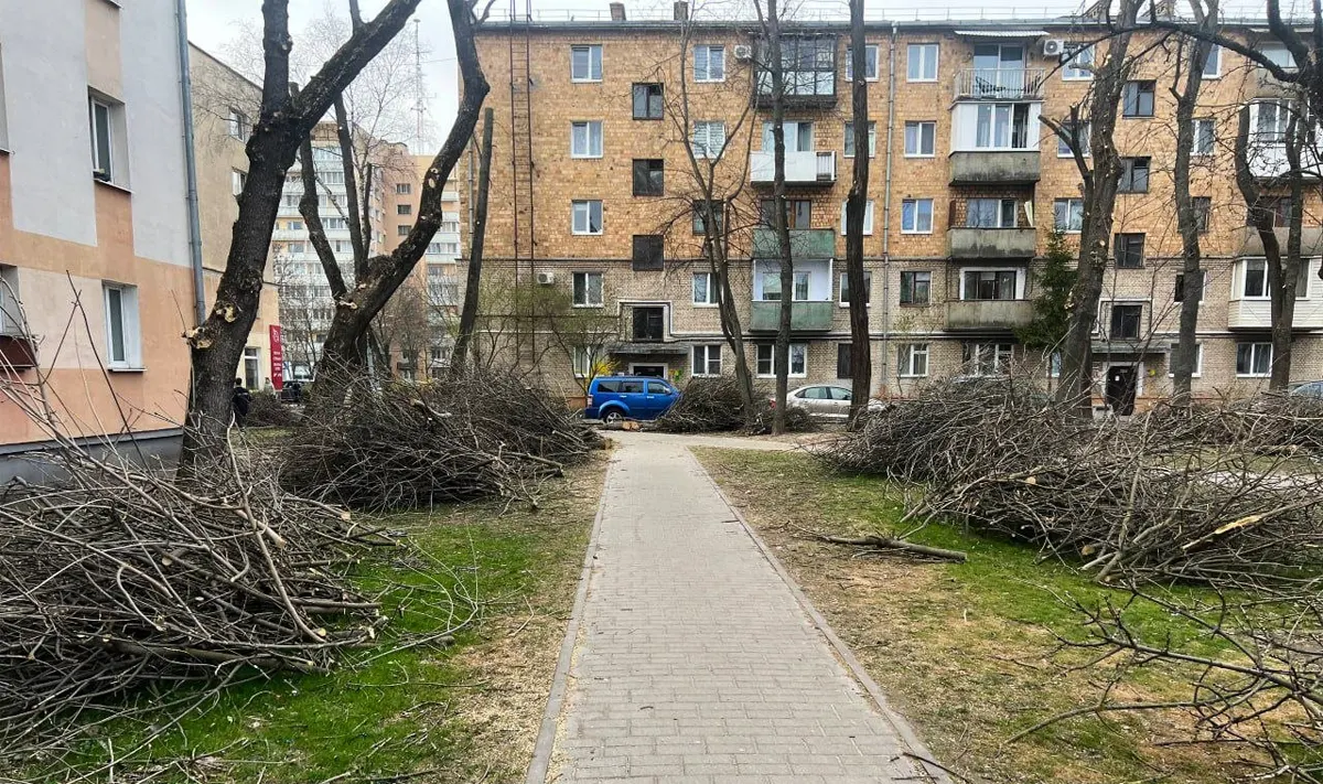 Захламили детскую площадку. Жильцы двора в Бресте возмутились обрезанными сучьями