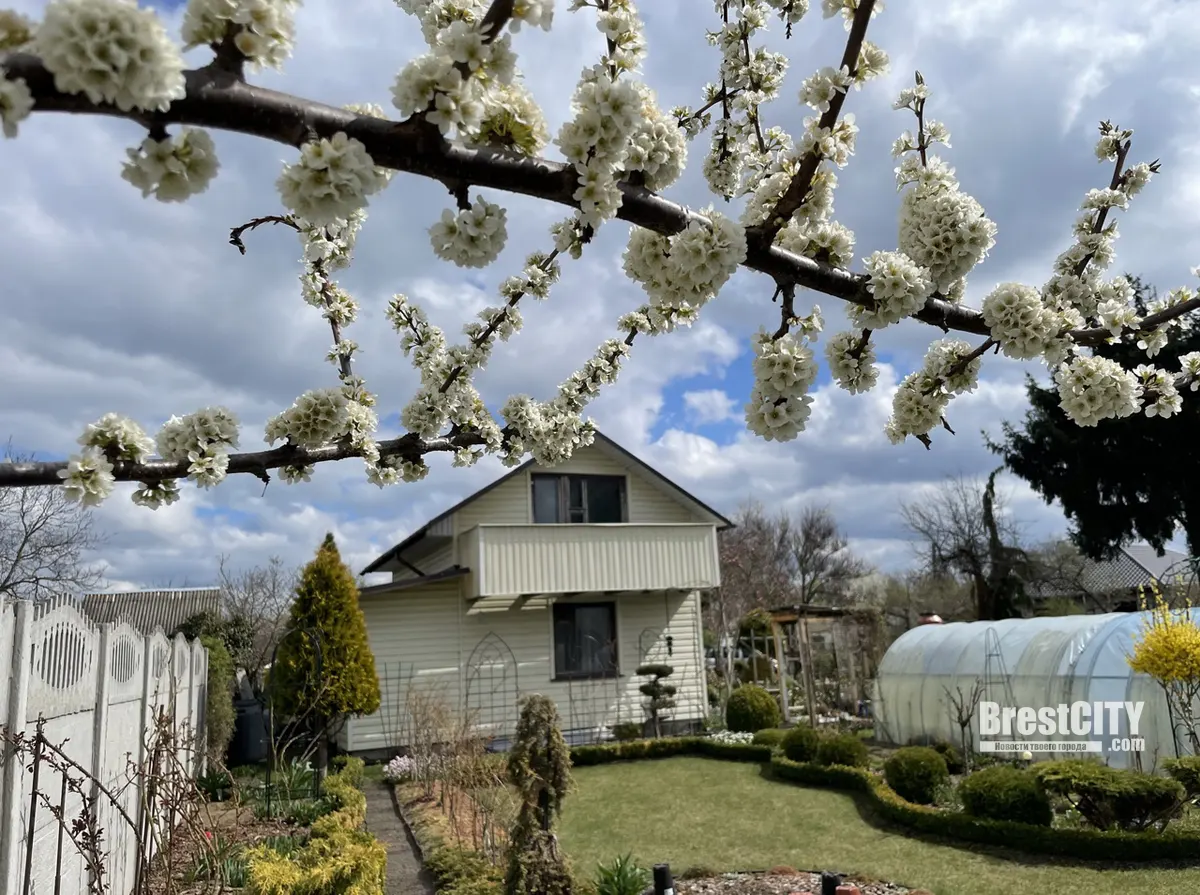 Большие выходные на даче в Бресте: магнолия, голуби и редис