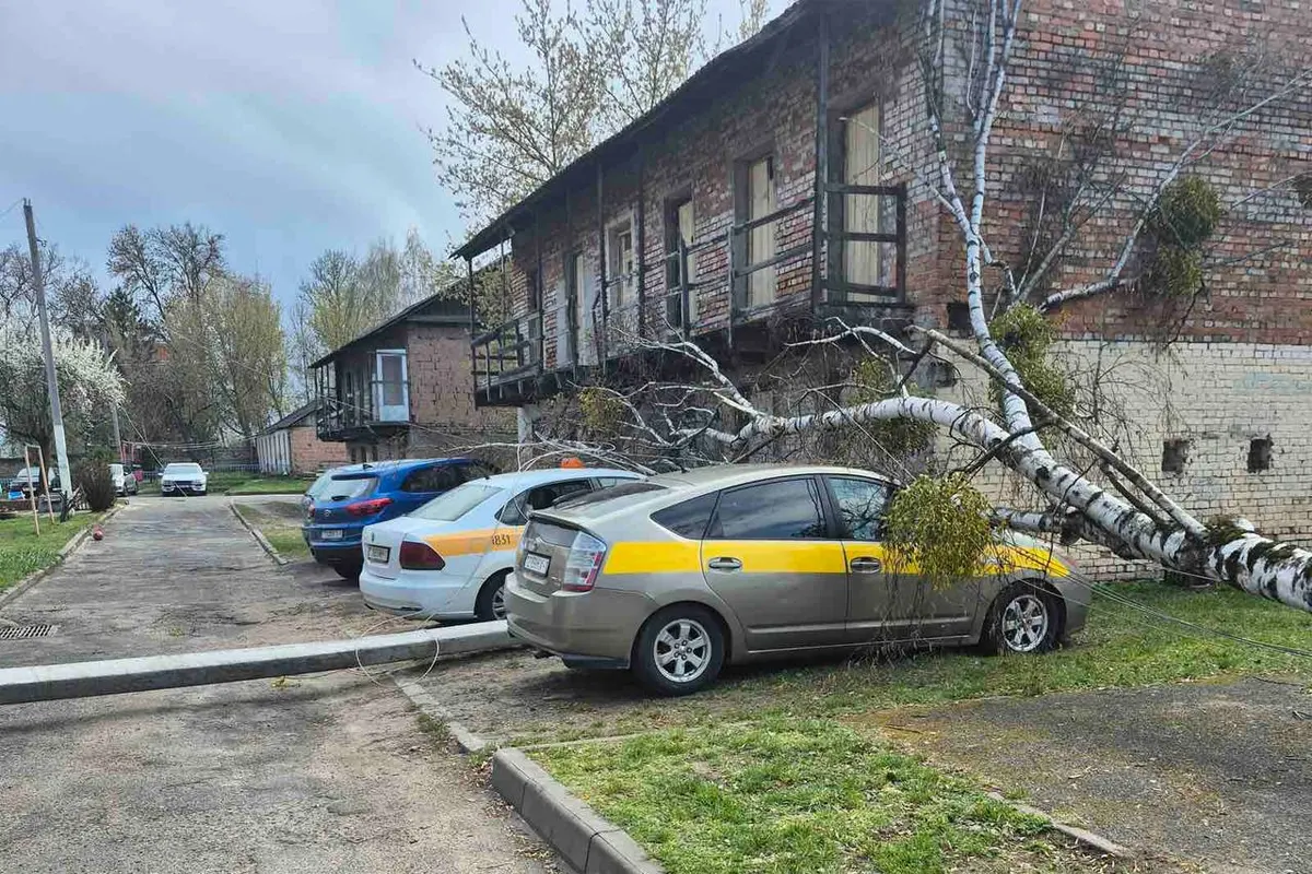 Падение дерева и опоры ЛЭП в Бресте на Зубачёва   два авто повреждены