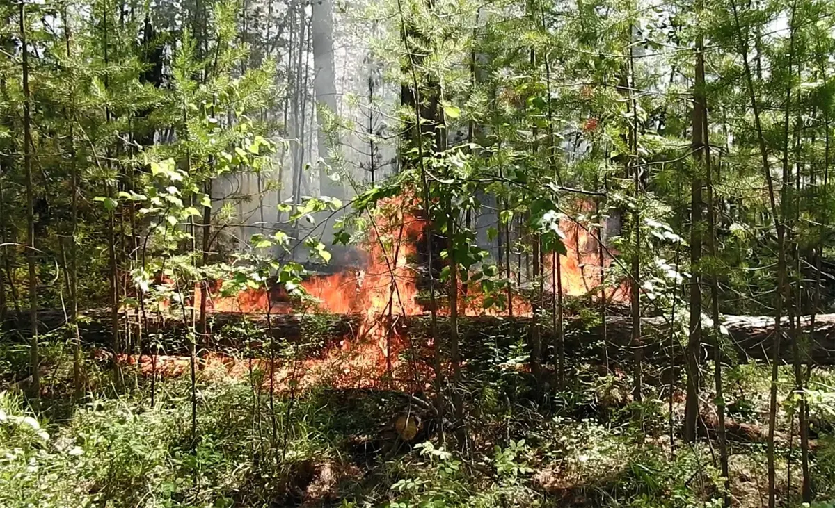 Два лесных пожара ликвидированы на юге Беларуси
